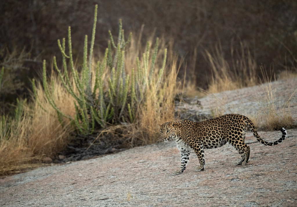 privately guided leopard safari